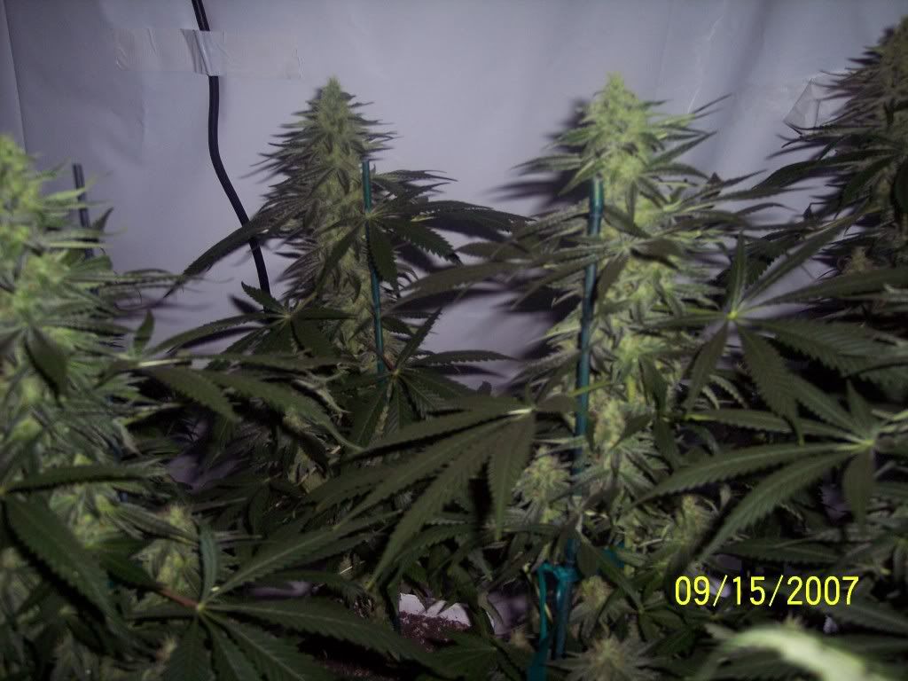 35days-halfway017.jpg