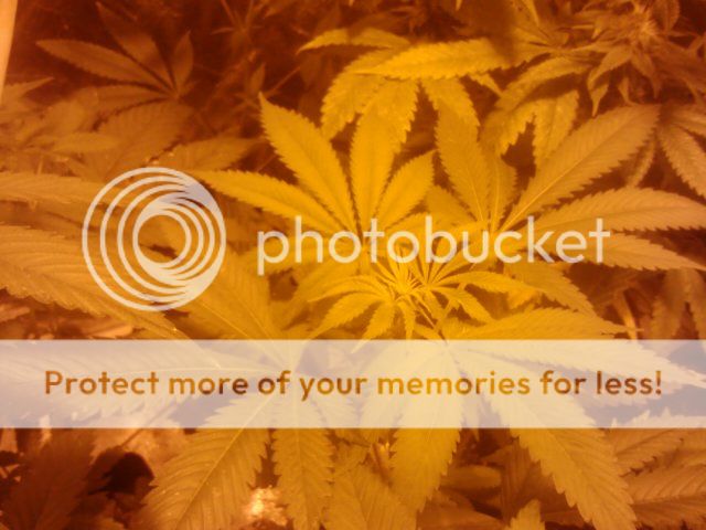 IMG047_zps3d975975.jpg