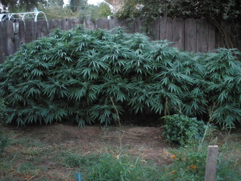 Row%28Purple_Kush%29.jpg