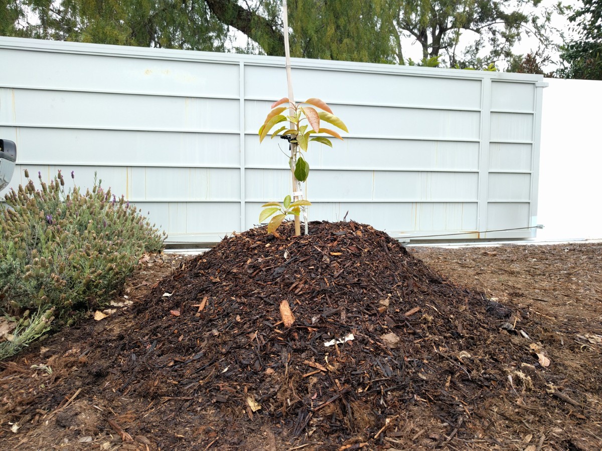 How to plant and stake an avocado tree - Greg Alder's Yard Posts: Food  Gardening in Southern California