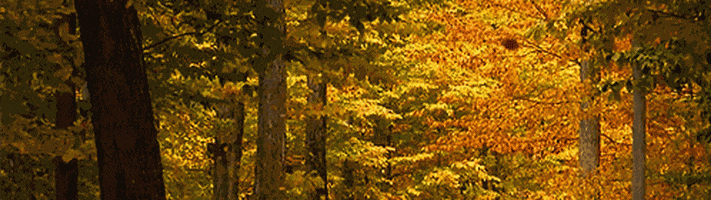 200.gif