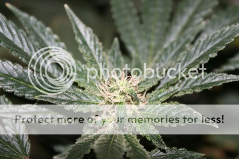 Day44Flowering008.jpg