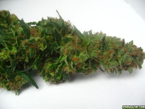 Blueberry_Maincola_Harvest_012.jpg