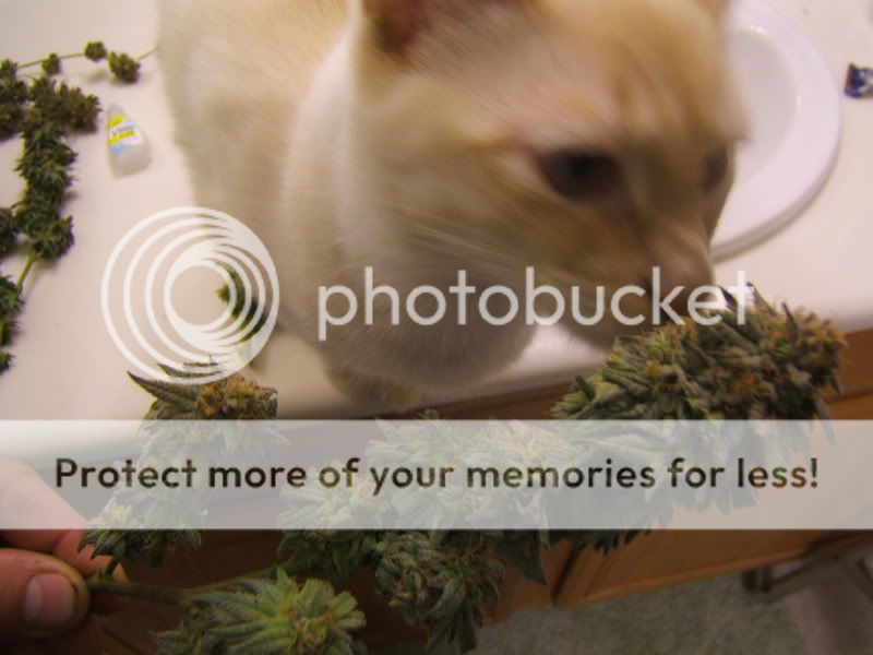 DSCF2717.jpg