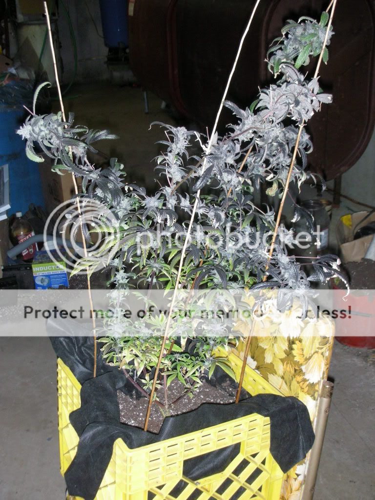 DSCN4091.jpg