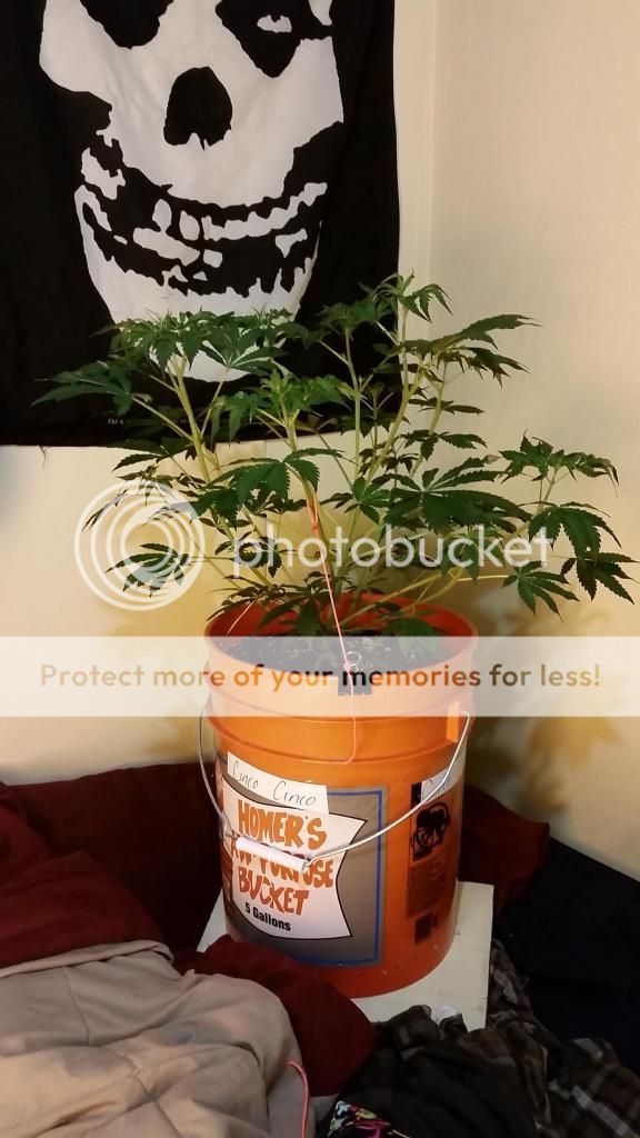 20141228_160147_zps3ed19cb0.jpg