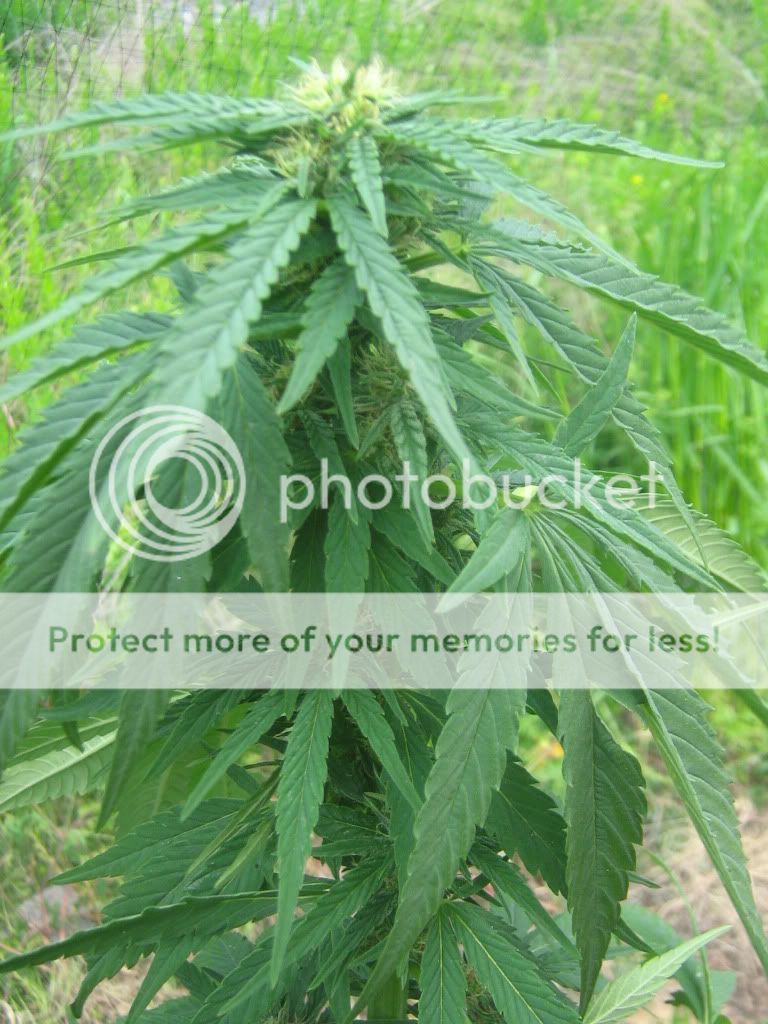 Querkle11-2.jpg