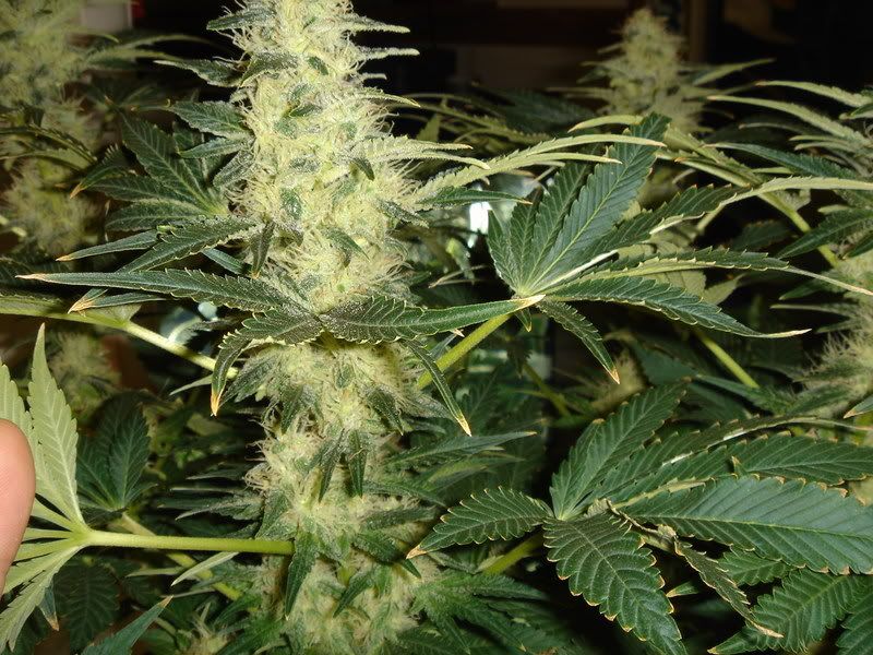 Pistils014.jpg