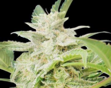 royal-queen-seeds-royal-ak-automatic-seeds-1.jpg