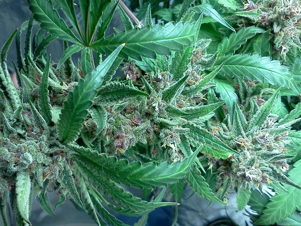 IMG_20120522_020515.jpg