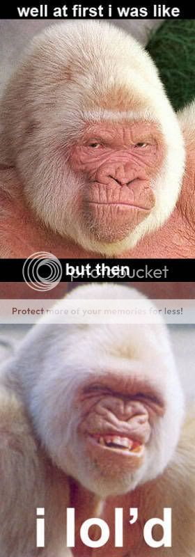 monkeylol1oi4pw0pdna8.jpg