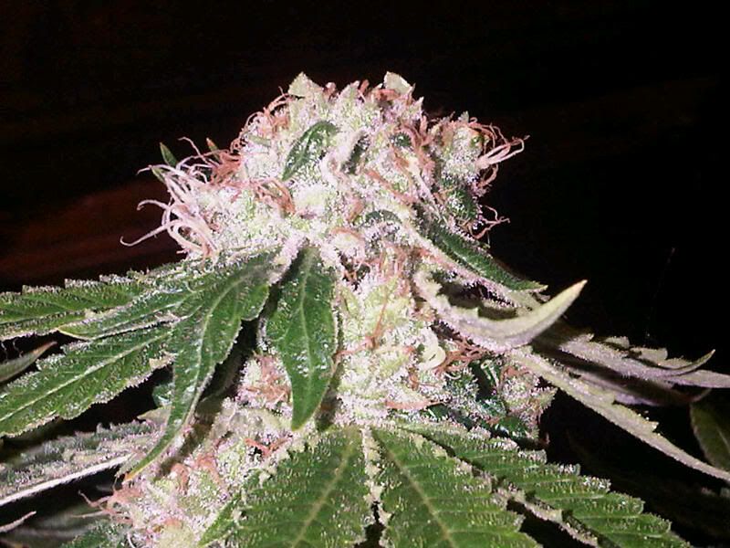 IMG00398-20120209-2125.jpg