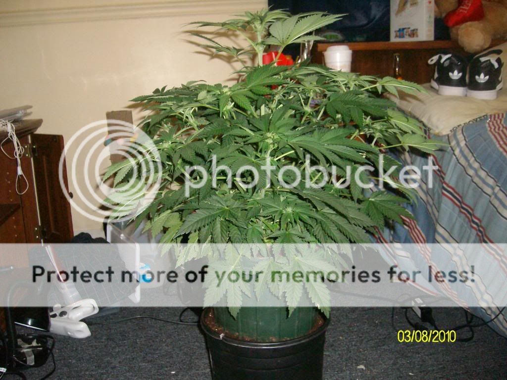 Day422weeksFlowering.jpg