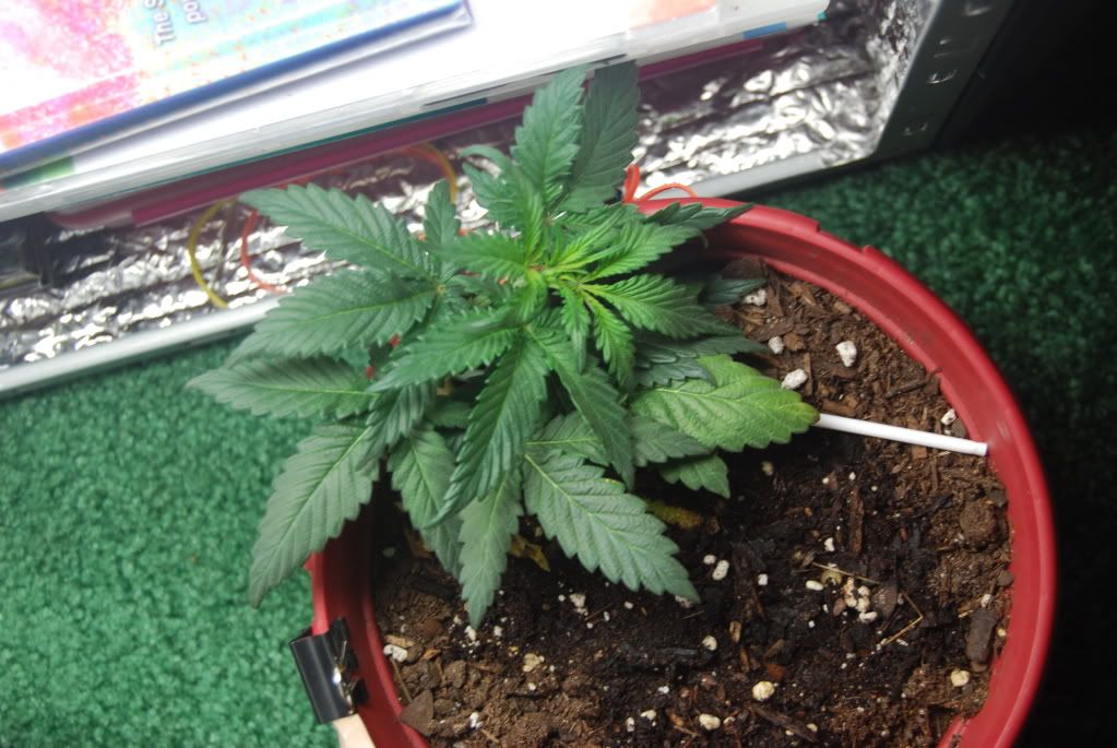 weed33004.jpg