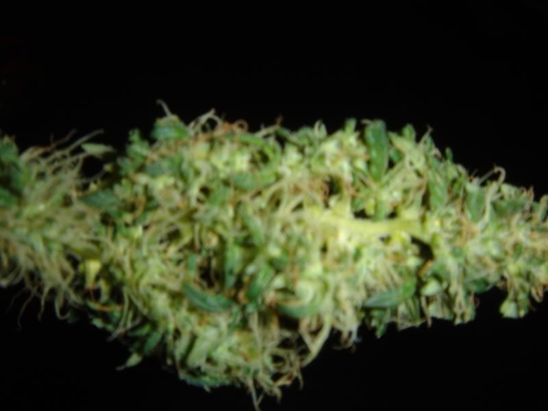 harvest003.jpg