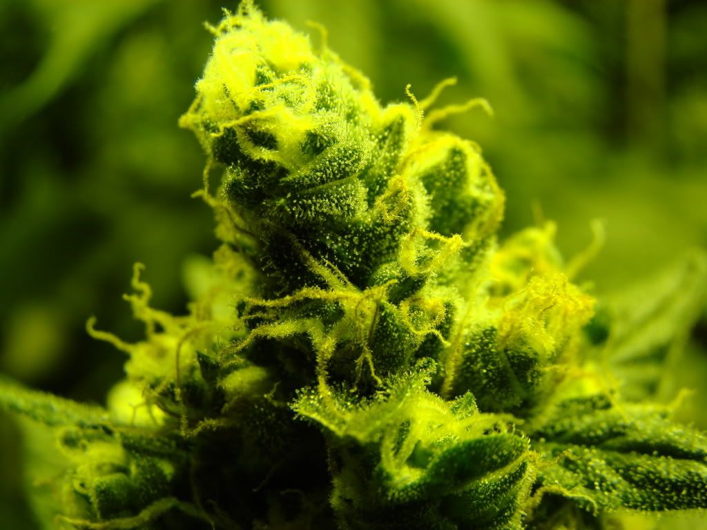 day43flower001.jpg