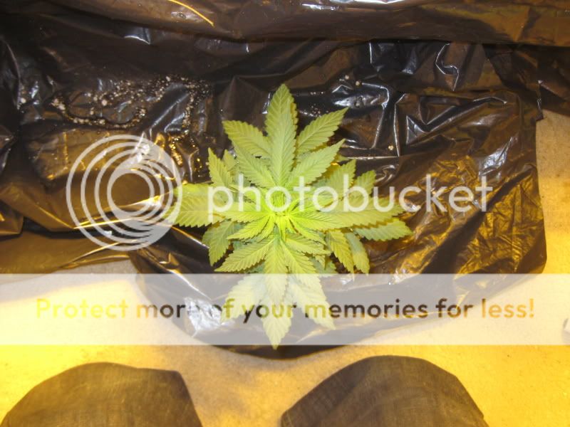 plants315.jpg