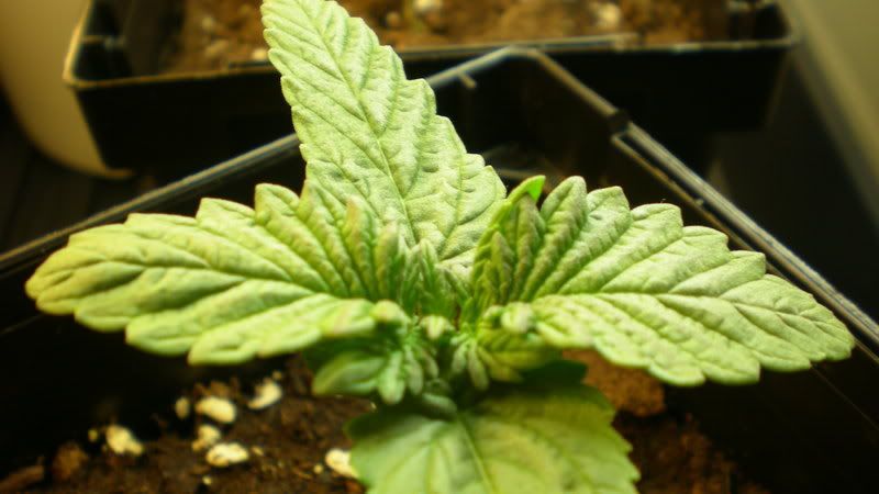 Plant1-6-August19th.jpg