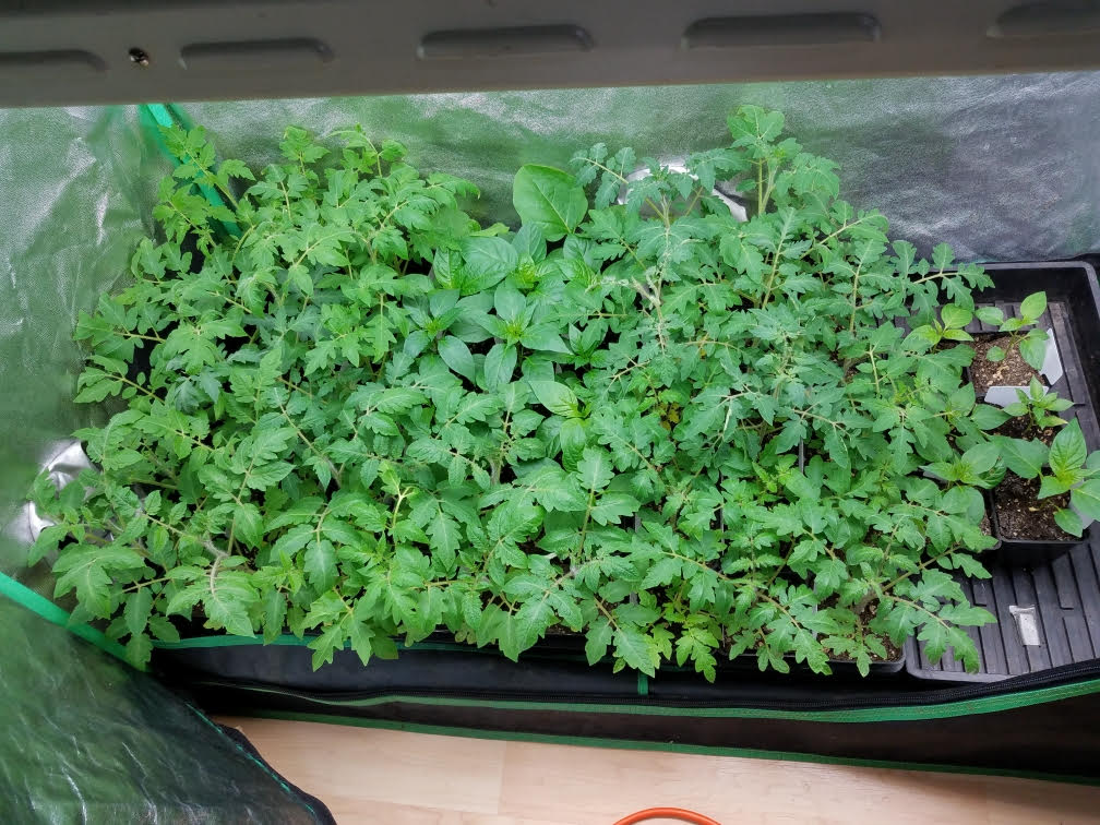 tomatoes-A04122021.jpg