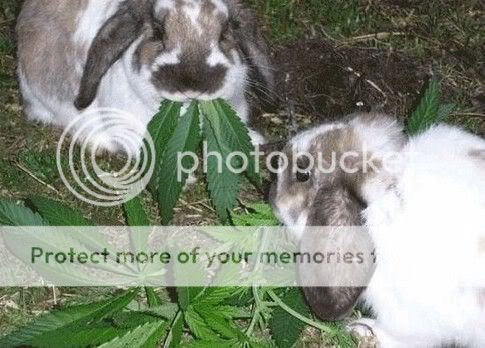 018_pics.jpg