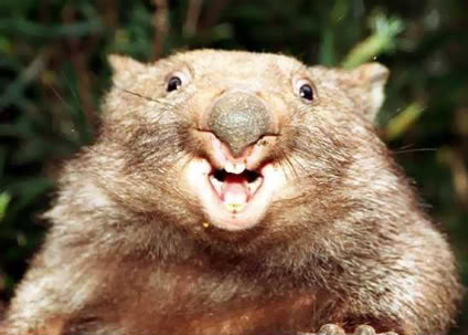 ani_wombat_gallery__550x393.jpg