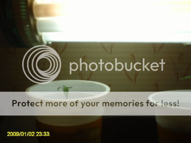 PICT0018.jpg