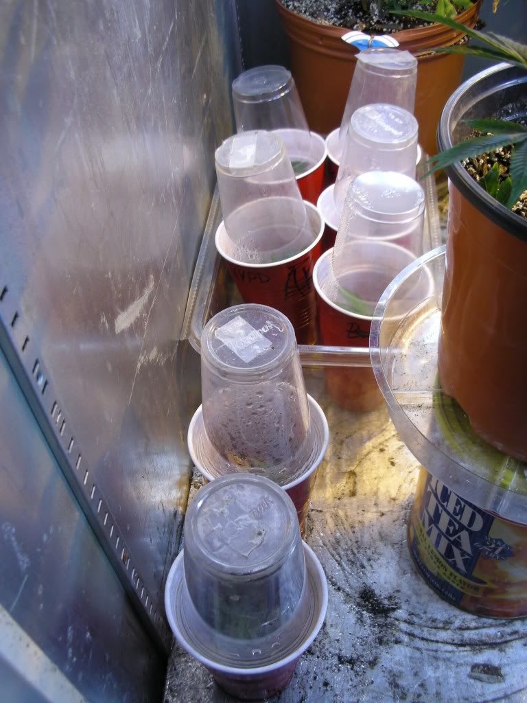 DSCN2176.jpg