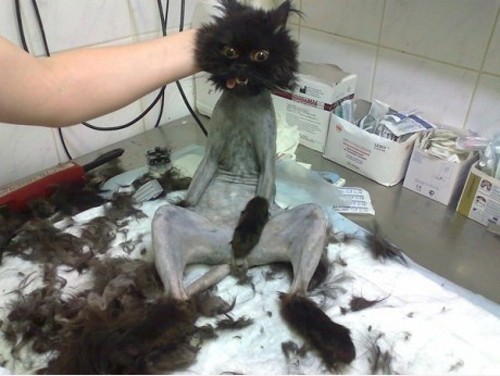 shaved-cat.jpg