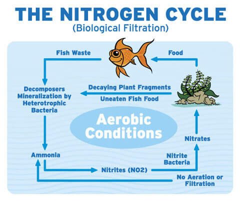 nitrogen_cycle.jpg