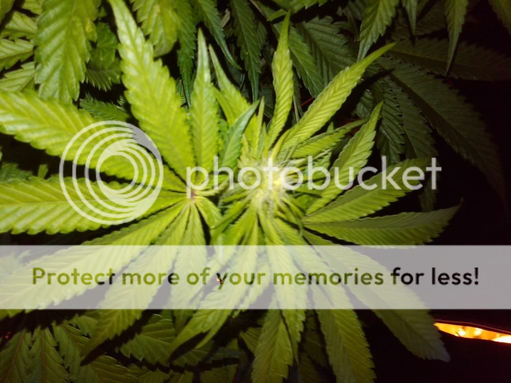 gard_1_sc_flower.jpg
