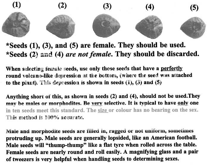 IdentifyingFemaleCannabisSeeds.jpg
