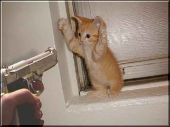 8238_catfun-help.jpg