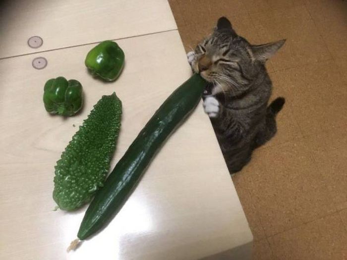 acid_picdump_07.jpg