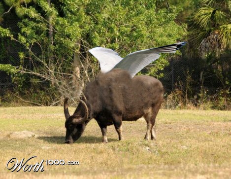 buffalo-with-wings.jpg