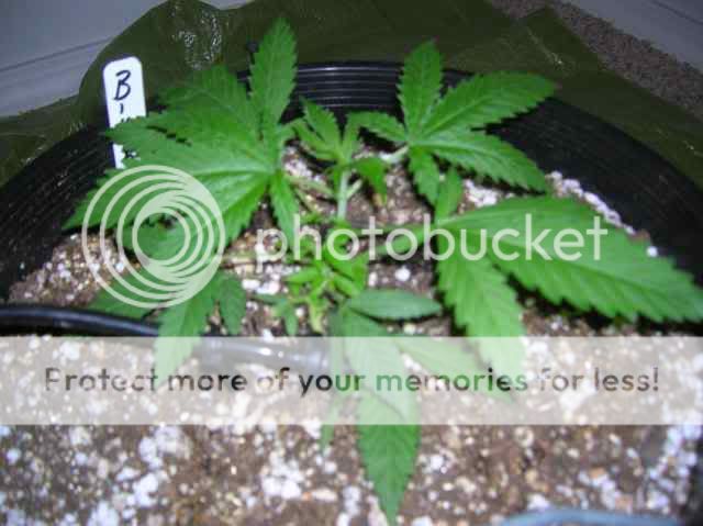 DSCN1064.jpg