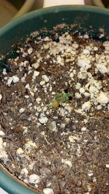 2012-09-07_14-05-23_112.jpg
