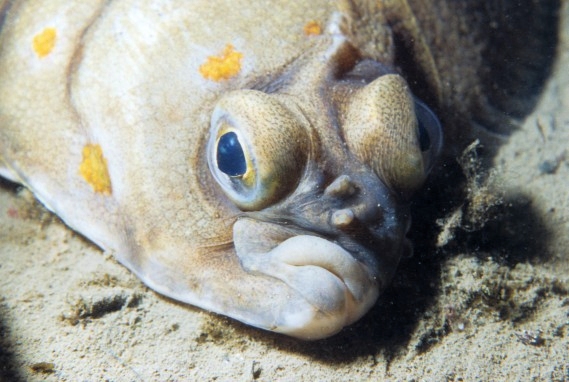 flatfish.jpg