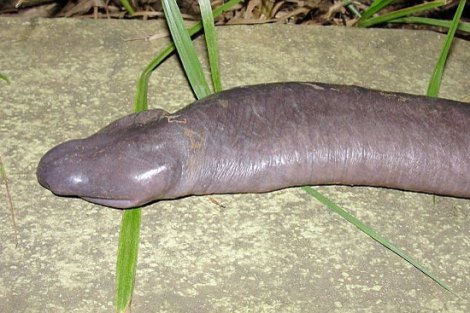 0802penissnake2.jpg