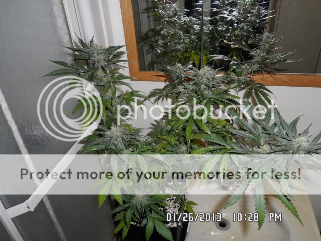 SAM_0641_zpsffc7b153.jpg