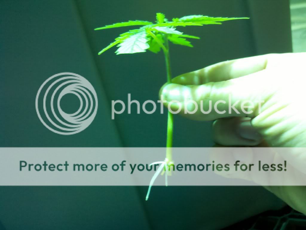 274100439_photobucket_18723_.jpg