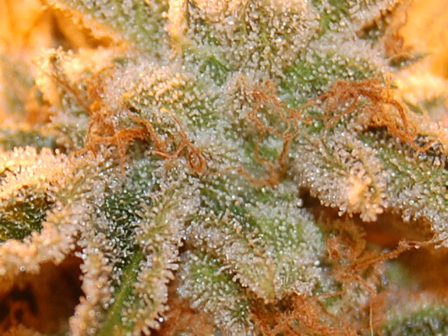 CSC-0353.jpg