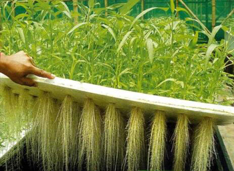 aeroponics2.jpg