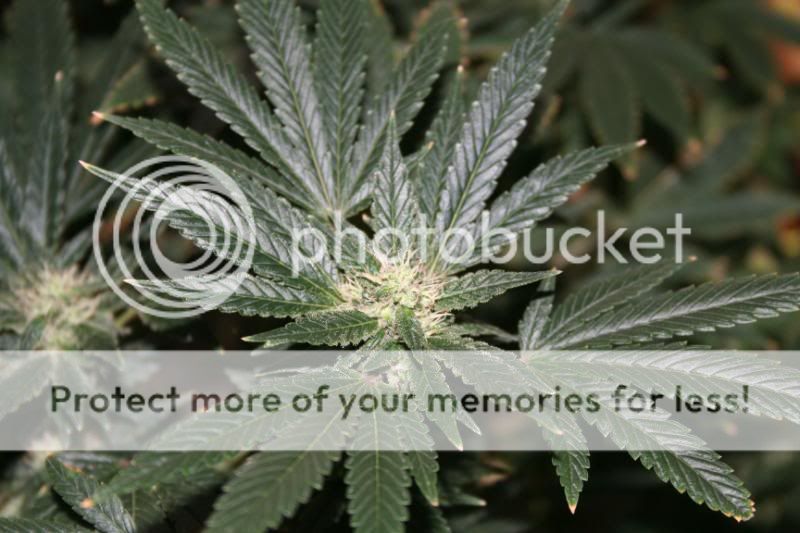 Day44Flowering004.jpg
