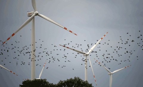 bats-and-turbines2.gif