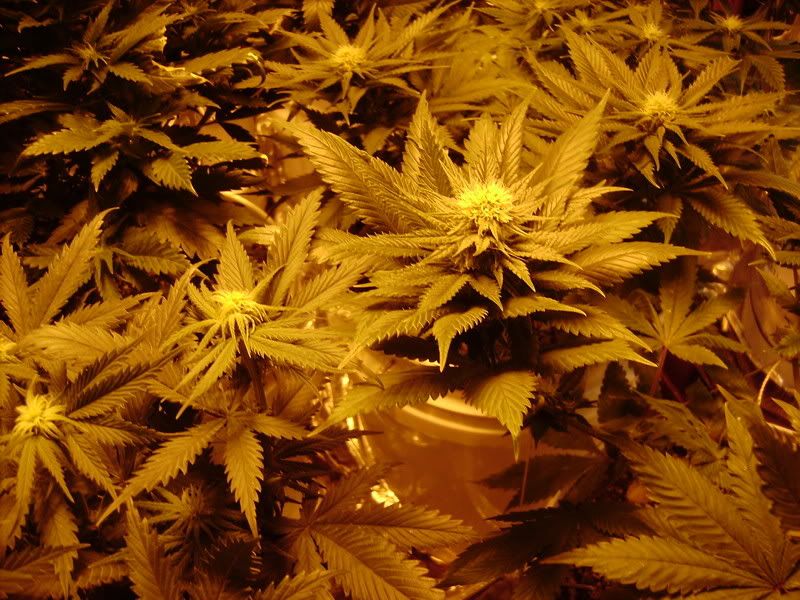 plants139.jpg