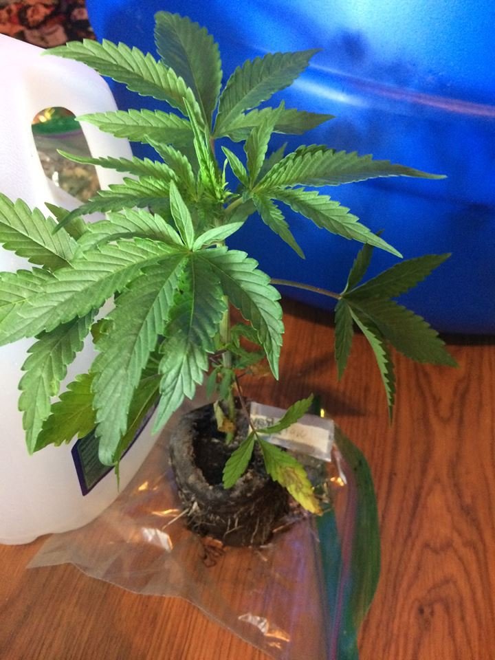 Plant2_Malawi.jpg