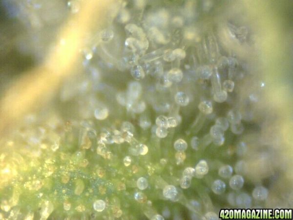 trichs_octubre149.jpg
