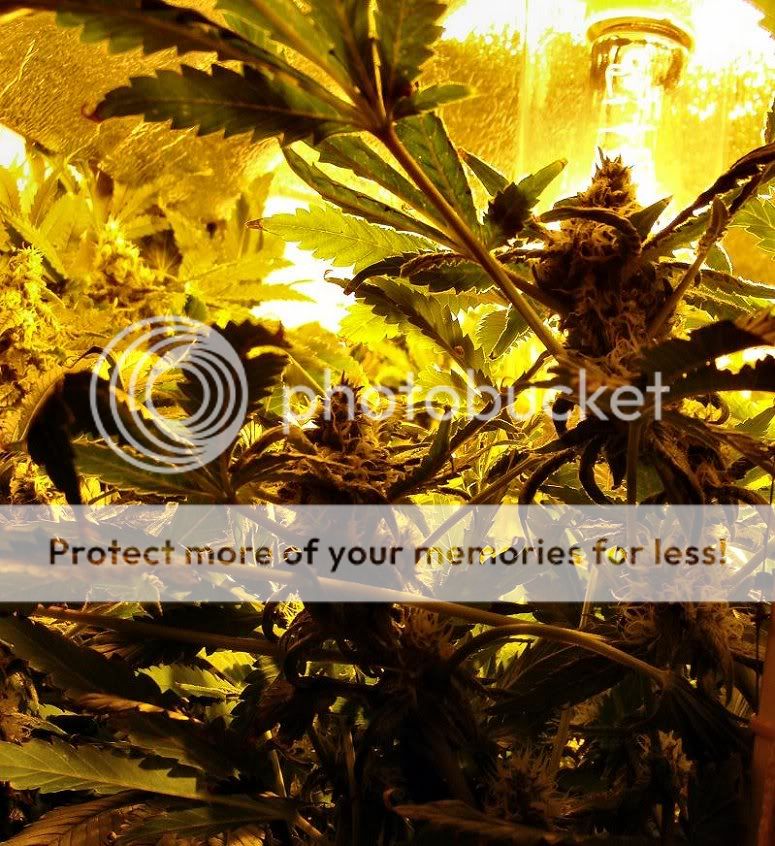 Week15_Bud1.jpg
