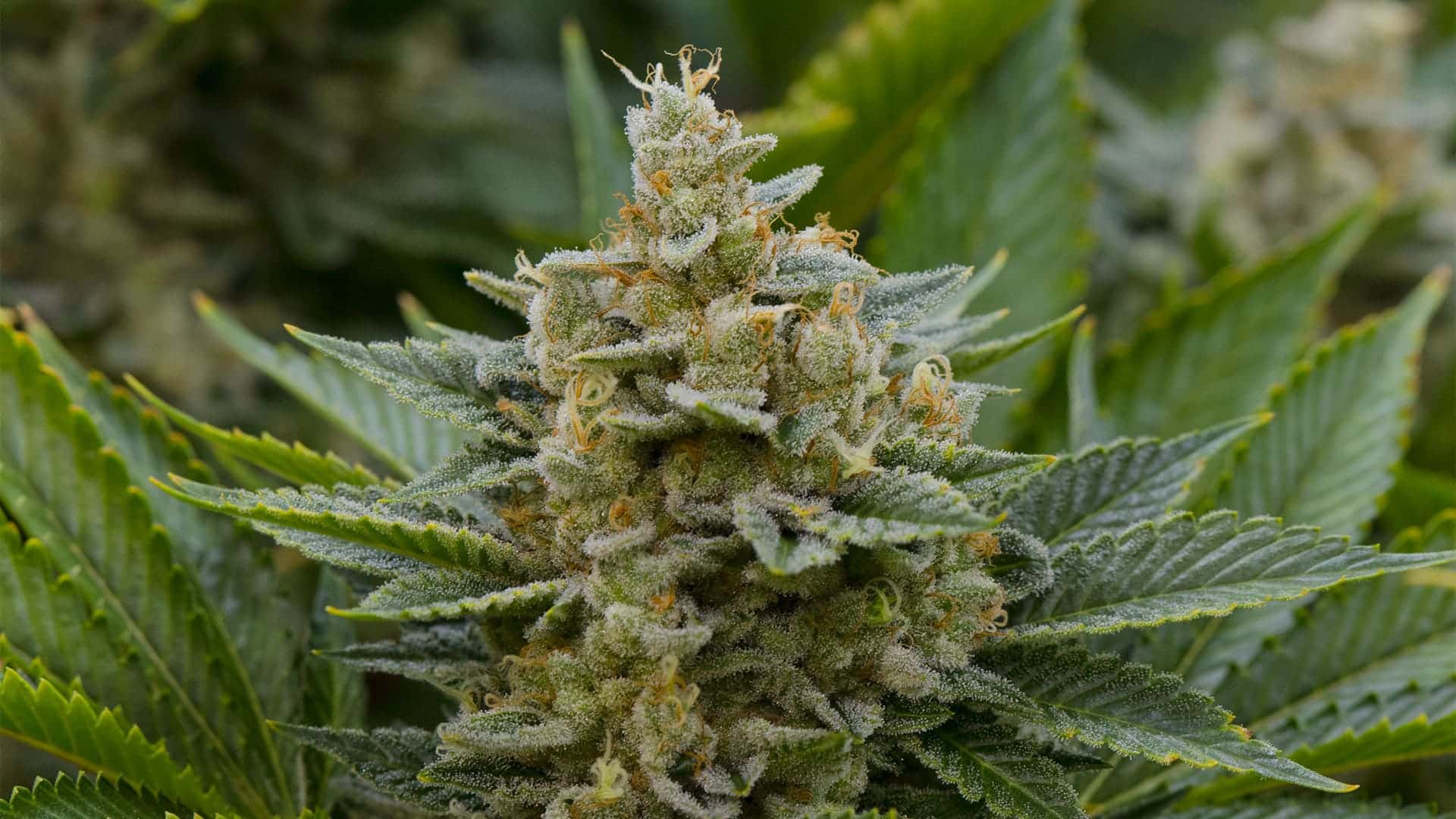 greenpointseeds.com