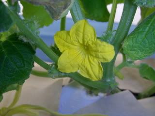 cuke15003.jpg